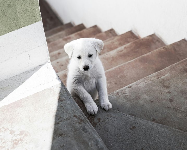 create dog little alchemy