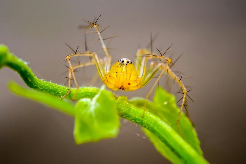 deadly spider species identified